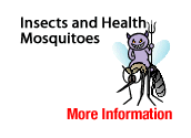 Insects and Health - Mosquitoes
