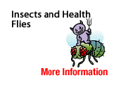 Insects and Health - Flies